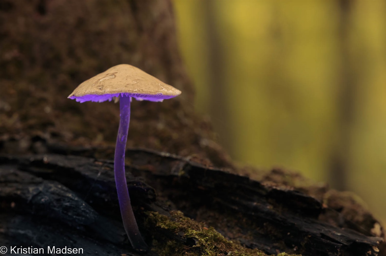 Svampe/ Mushrooms