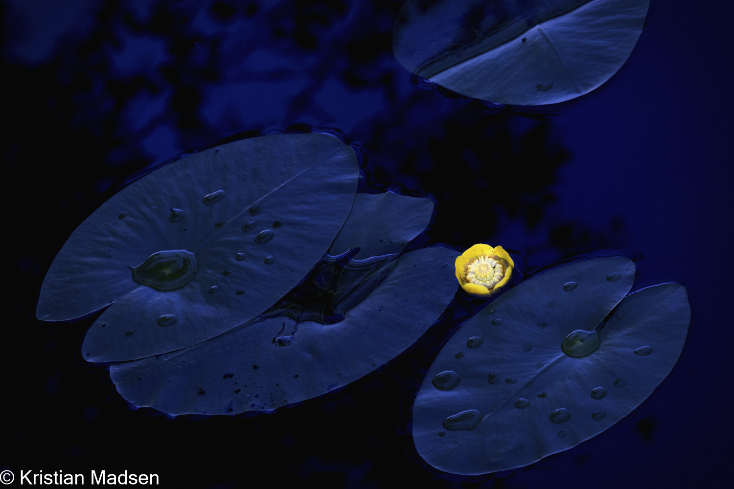 Yellow Water-lily - Nuphar lutea