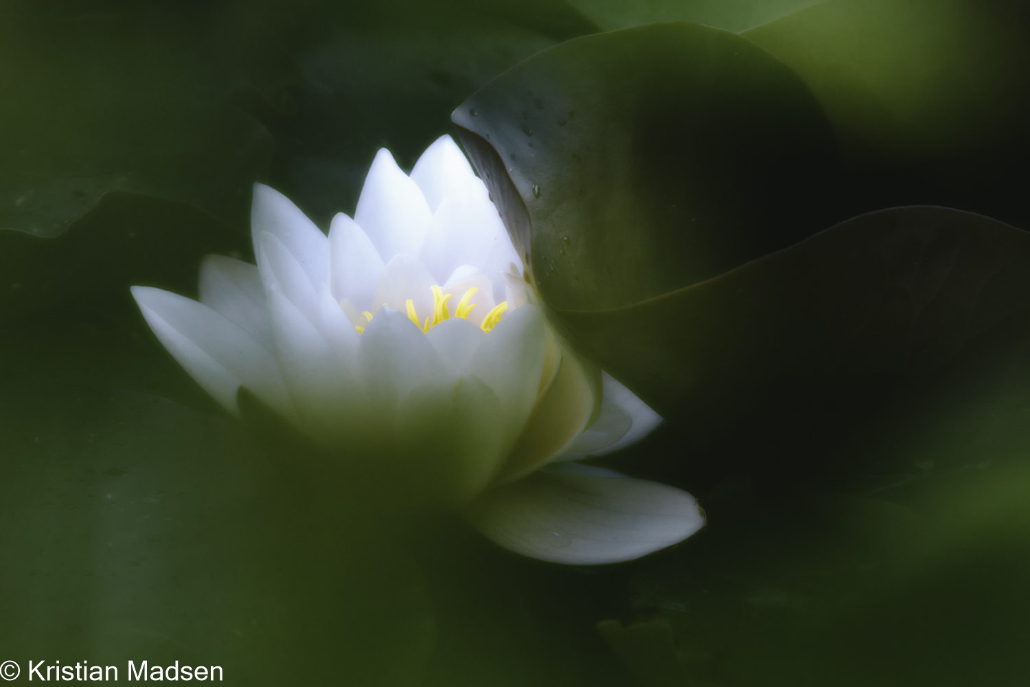 Nymphaeaceae - Water lily