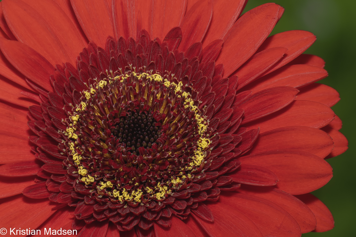 Gerbera - Close look