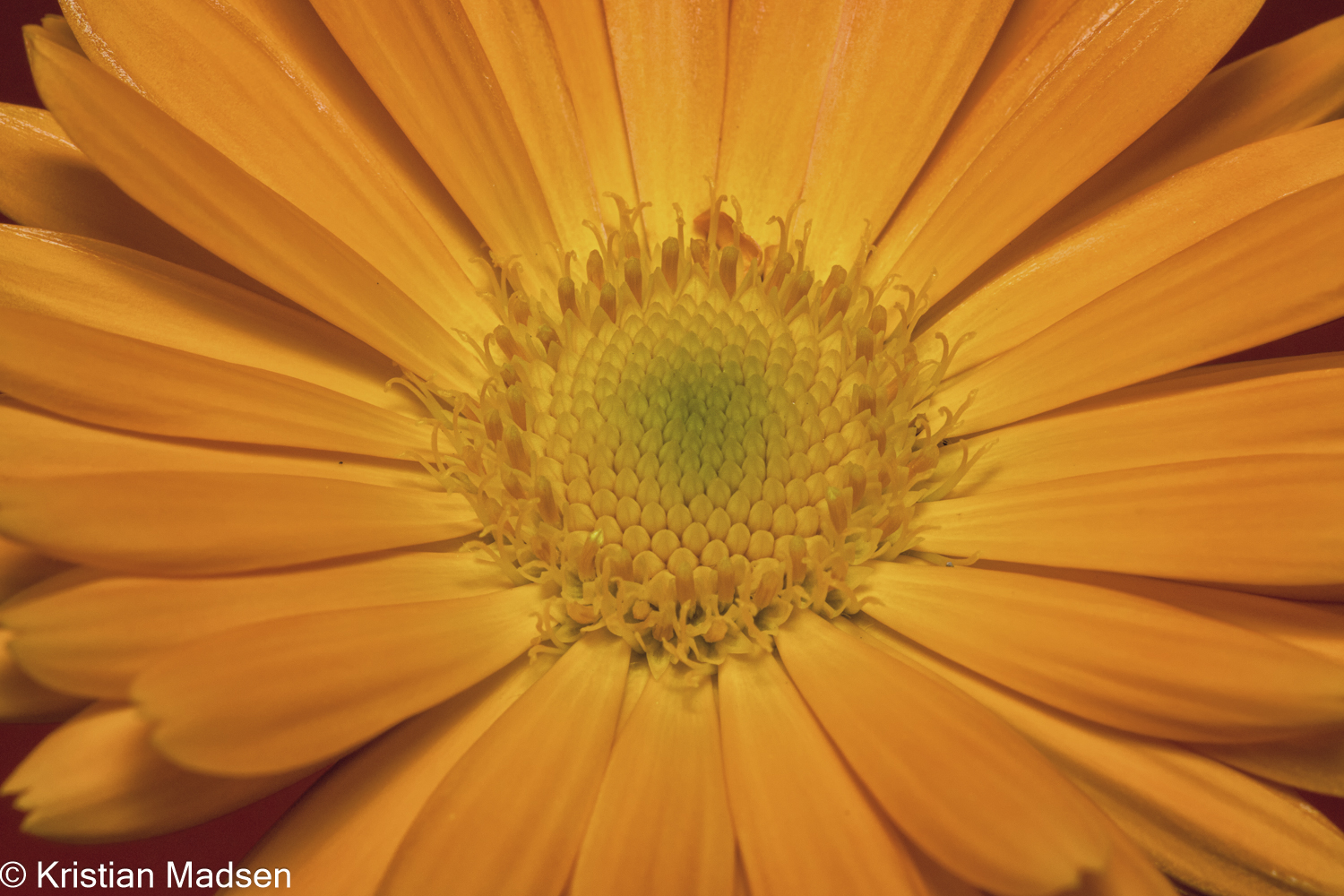 Havemorgenfrue - Calendulas officinalis