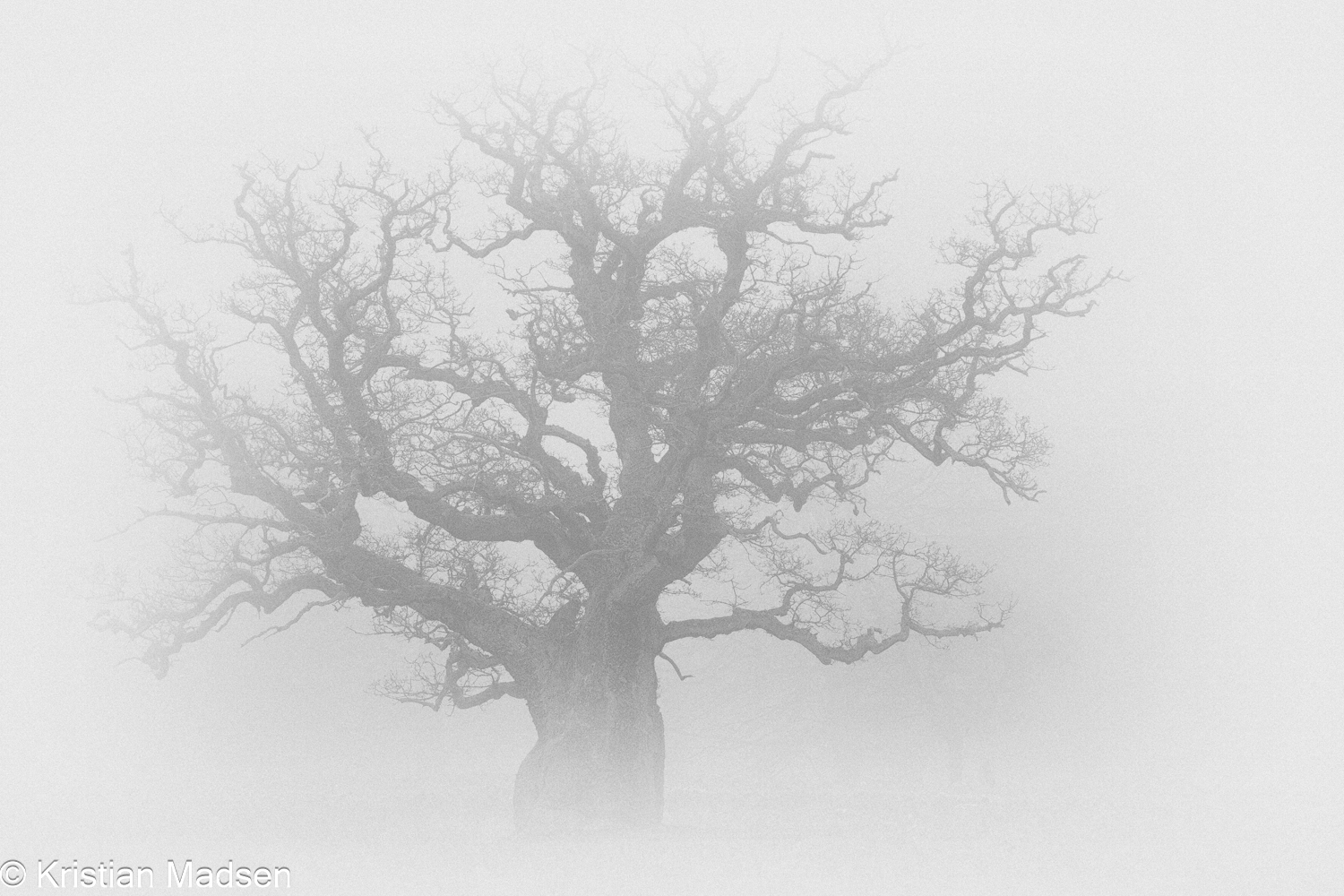 Solitary Oak Tree