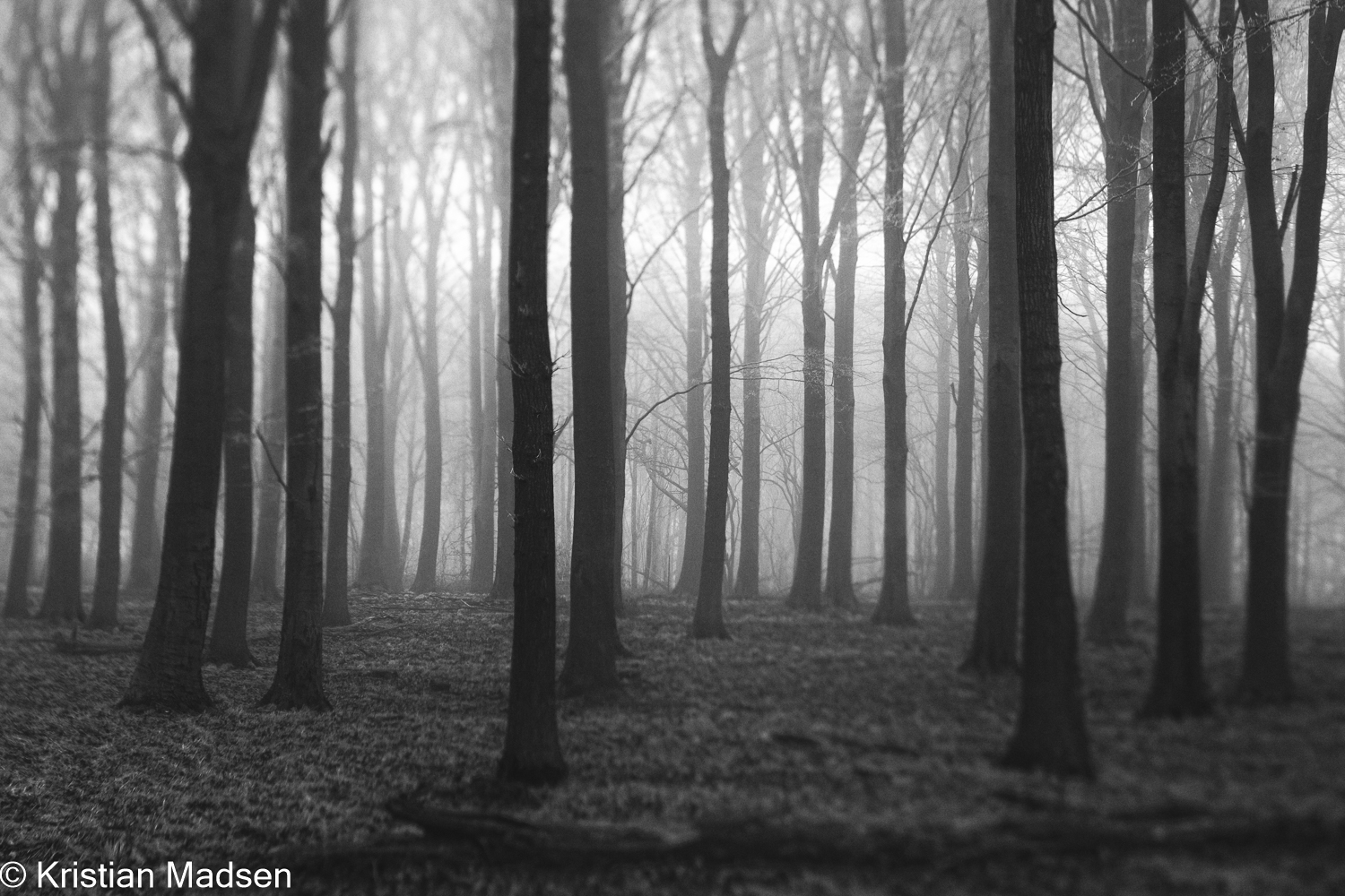 forest trees in black & white