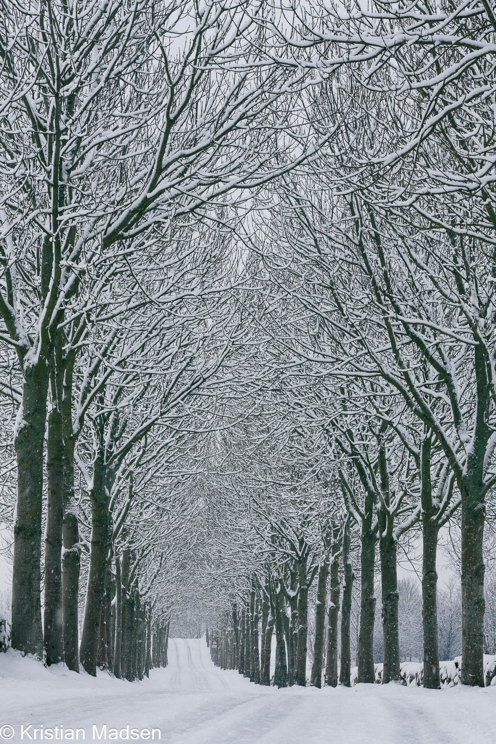 Snowy Avenue