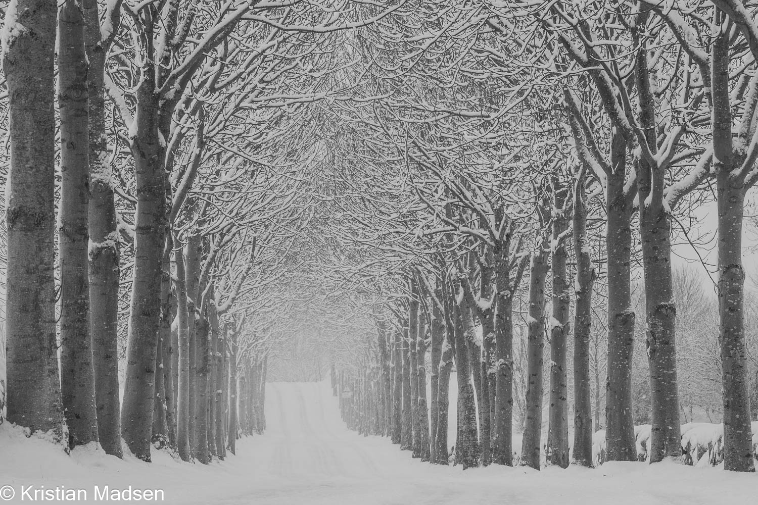 Avenue - Winter