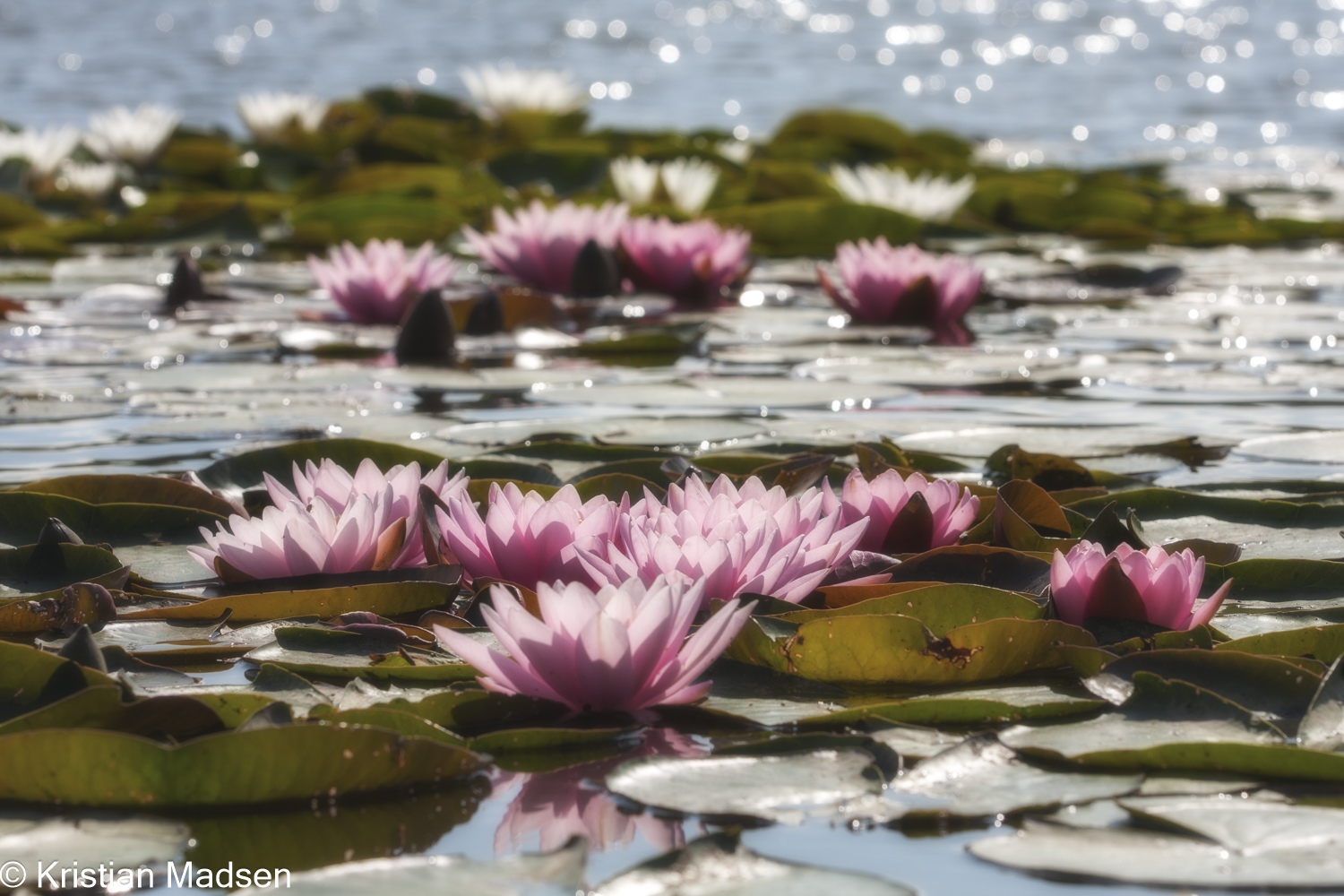 Water Lilies