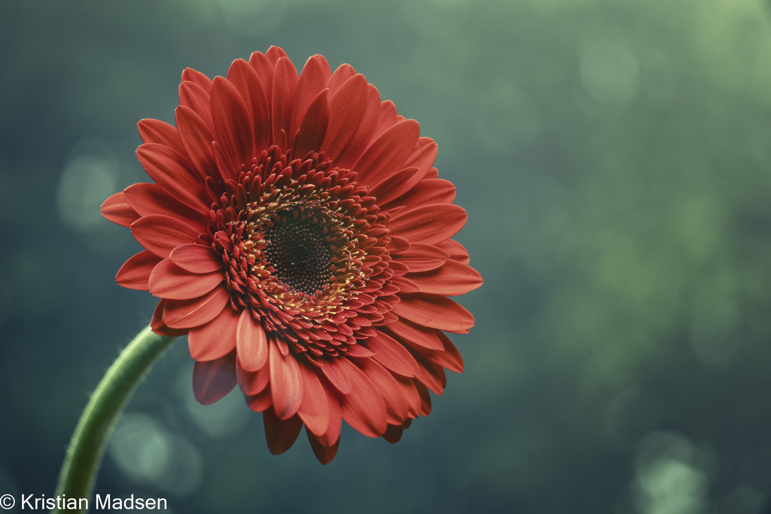 Gerbera flower