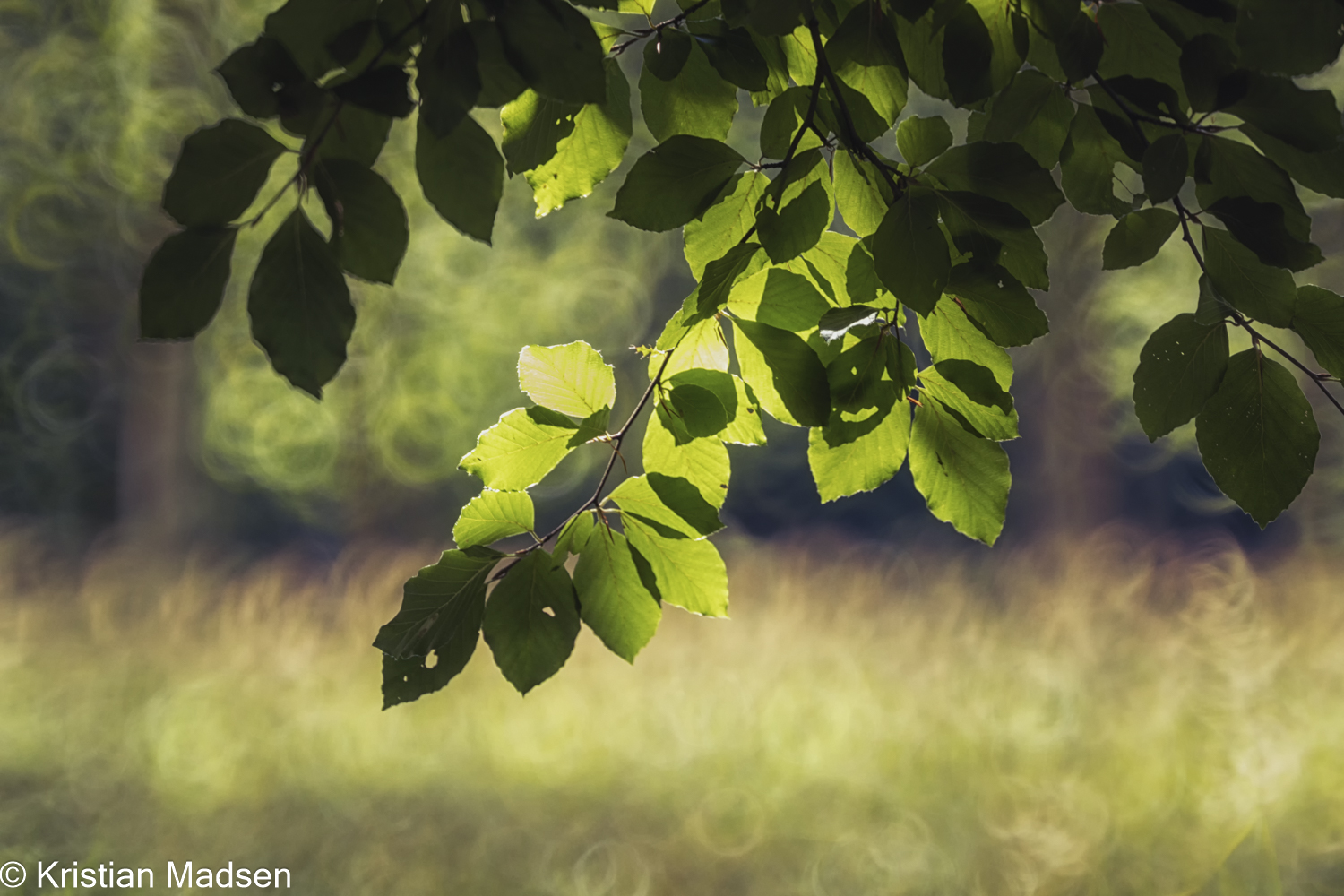 Sunlight through foliage