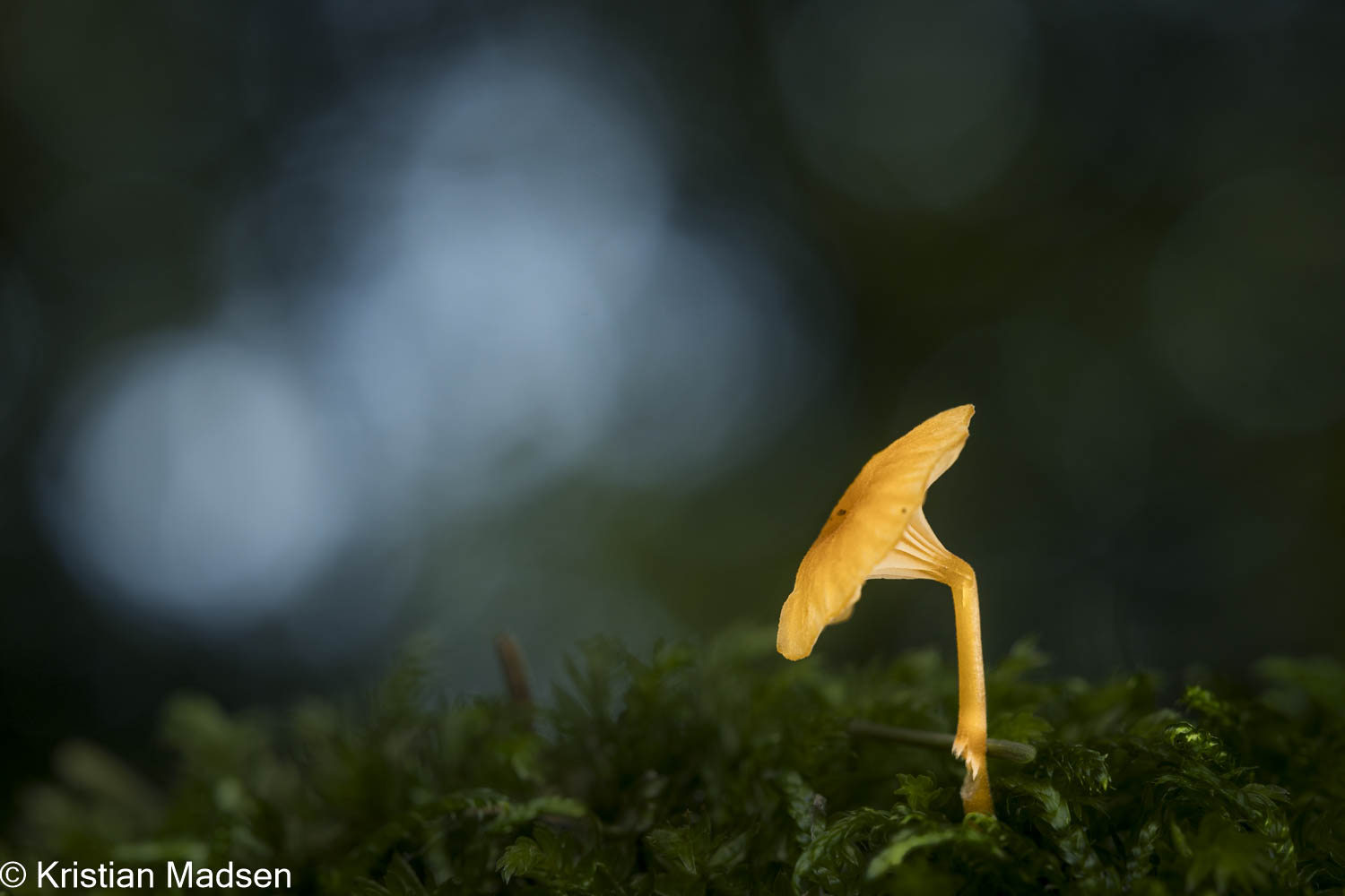 Spotlight on this tiny mushroom