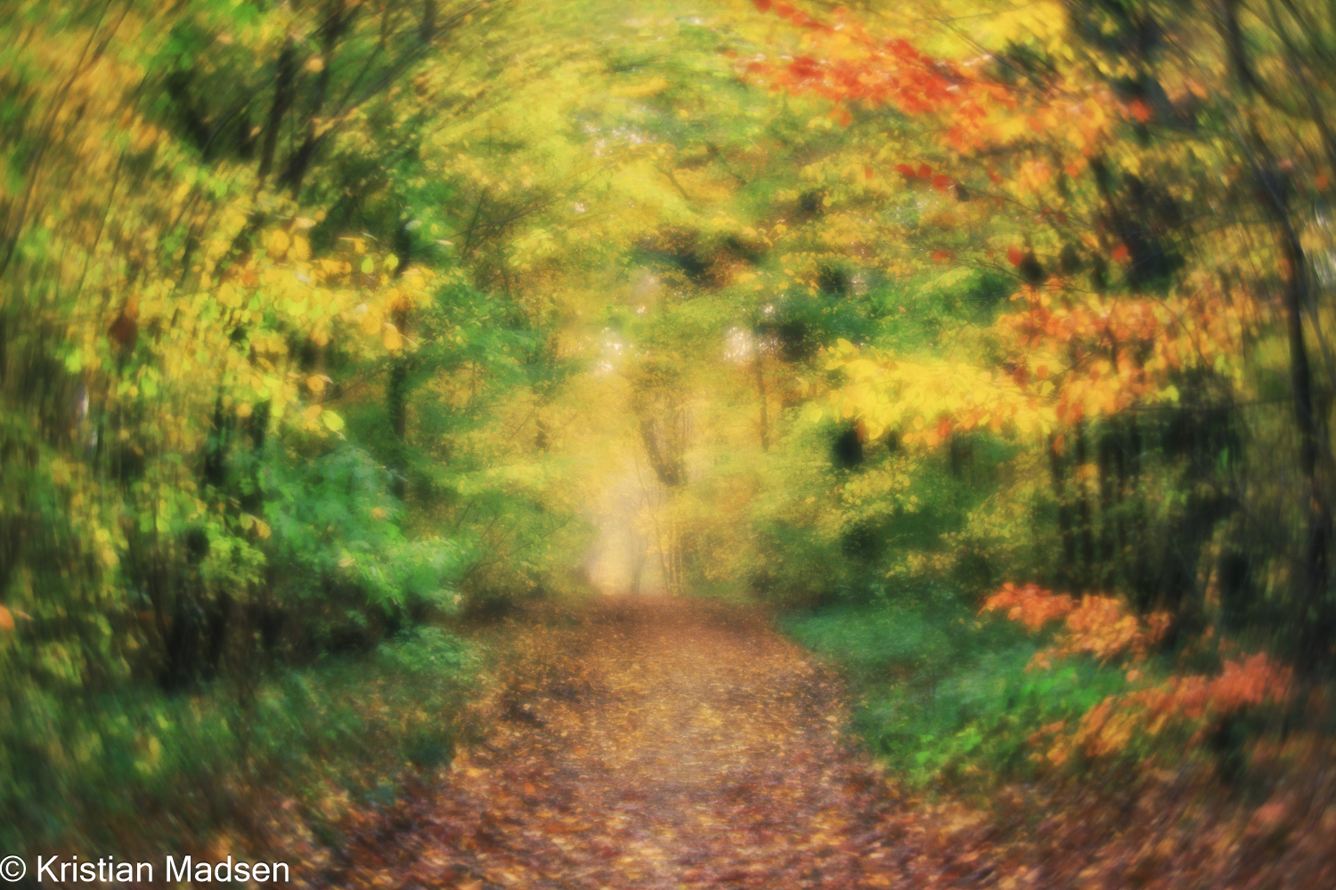 Autumn Forest Colors - Dagurreotype