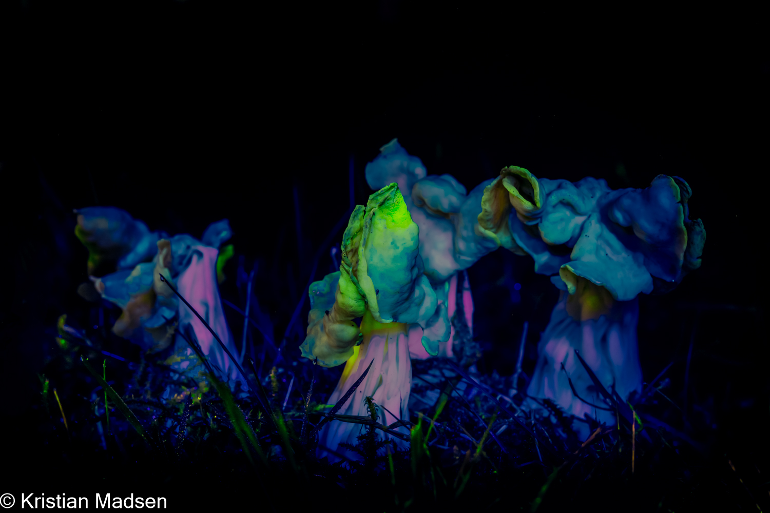 Mushroom UV glow