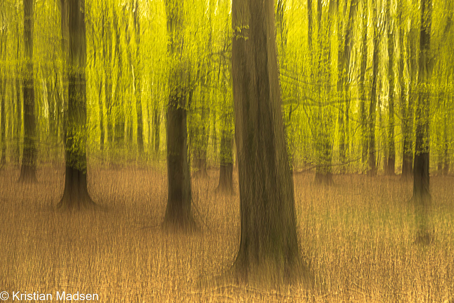 Spring Forest - ICM Style