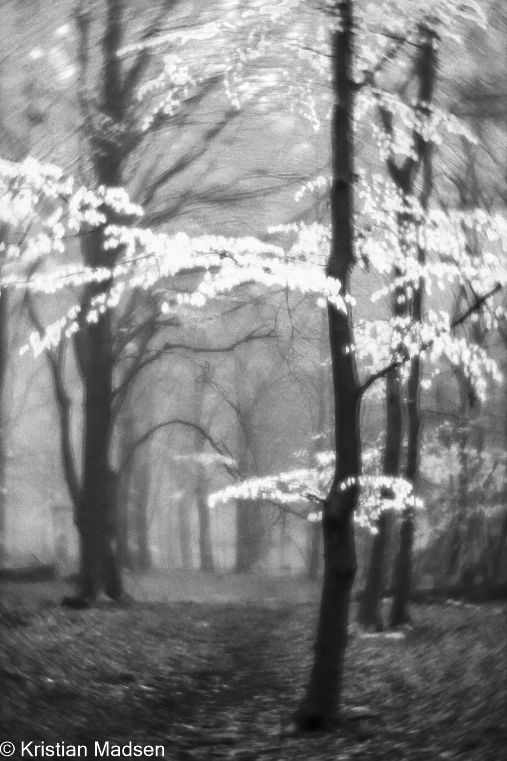 Infrared forest 