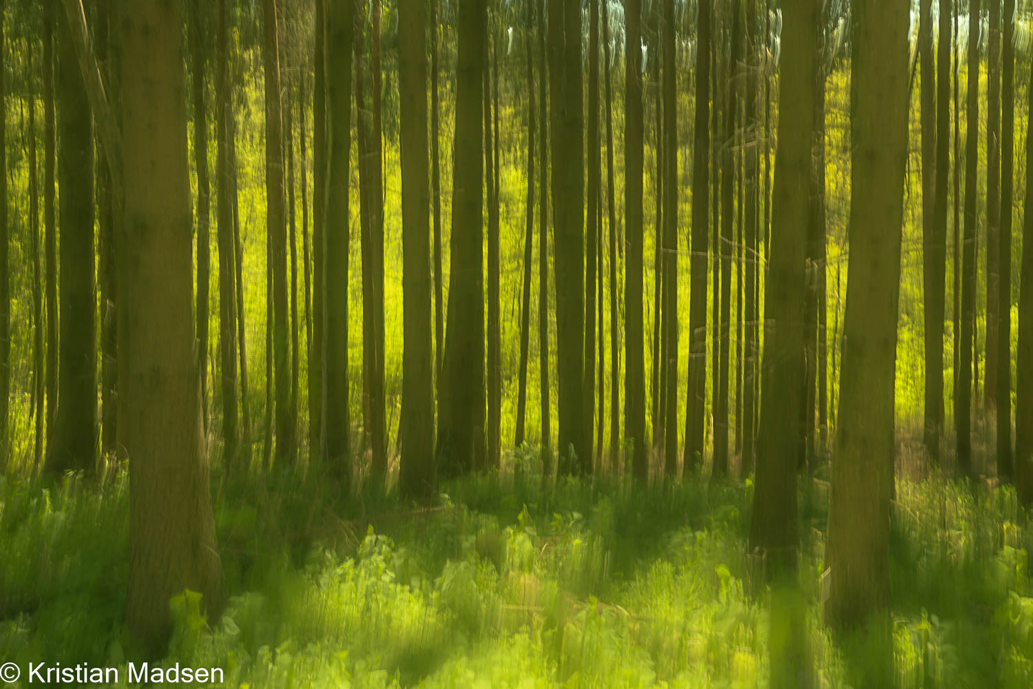 Forest - ICM style