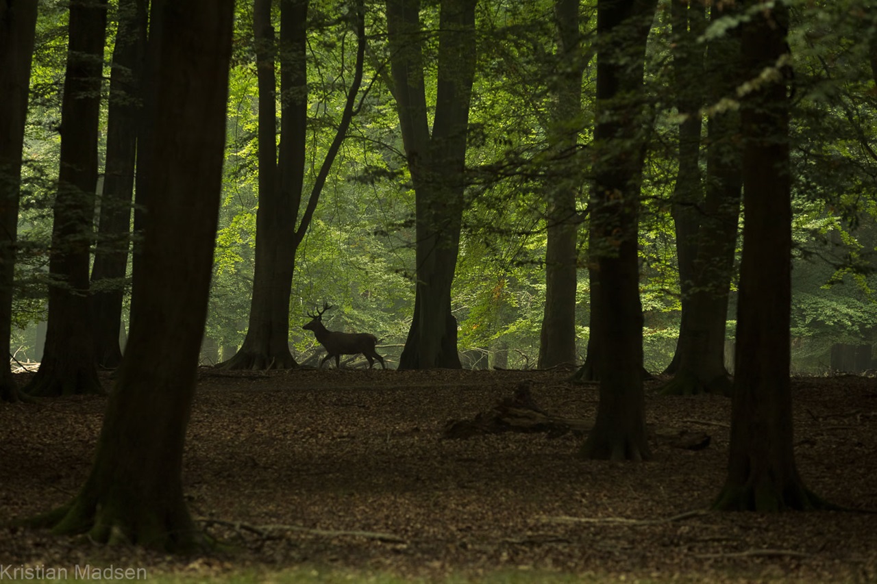 Deer in the dark forest